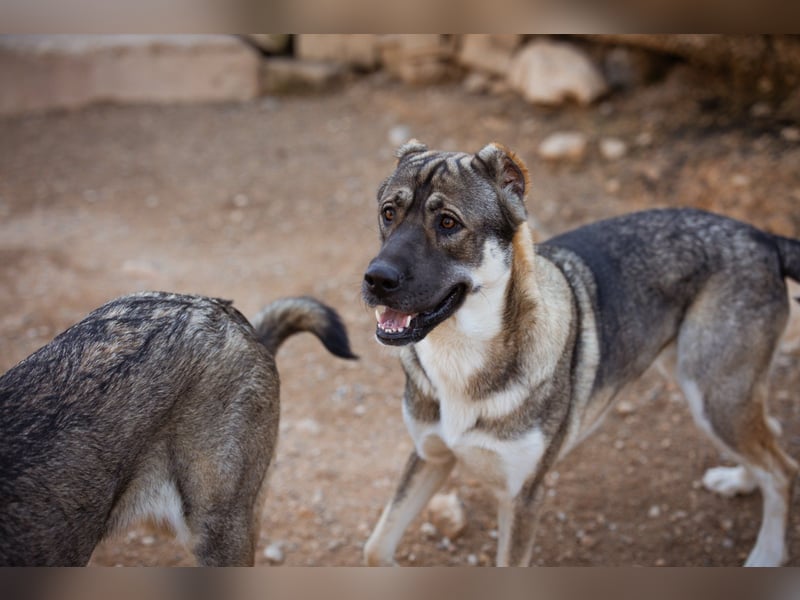 LOTTIE❤️HSH-Mix-Hündin: eine wahre Frohnatur und treue Begleiterin