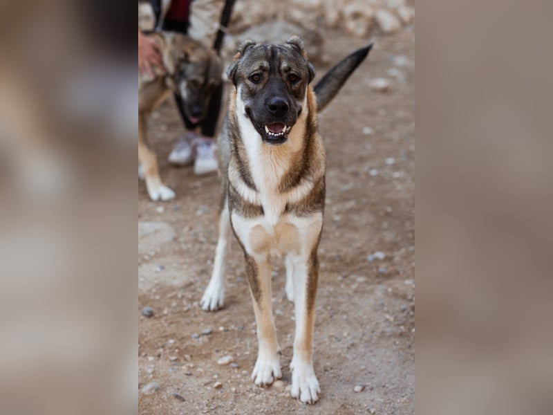LOTTIE❤️HSH-Mix-Hündin: eine wahre Frohnatur und treue Begleiterin