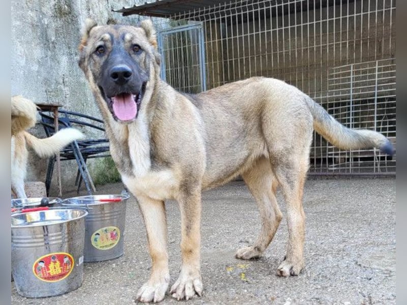 LOTTIE❤️HSH-Mix-Hündin: eine wahre Frohnatur und treue Begleiterin