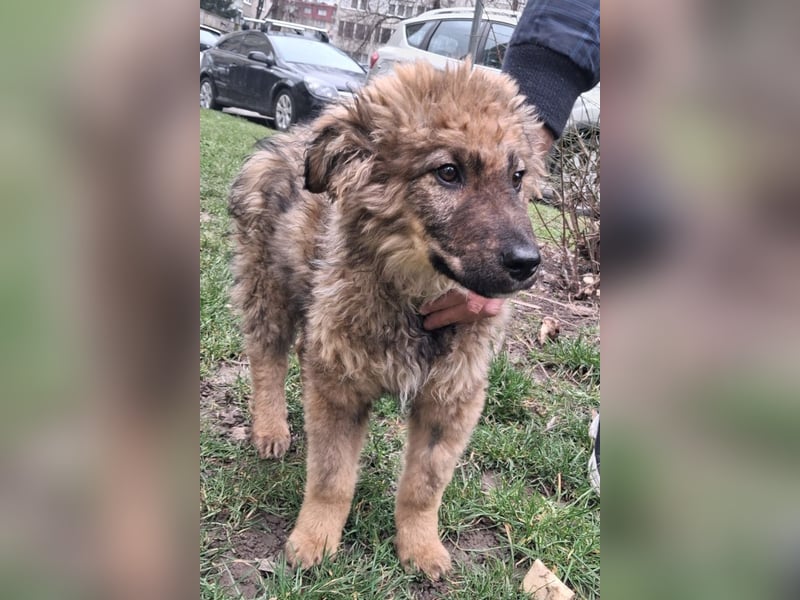 CEDRIC❤️Familienhund mit Kuschelgarantie