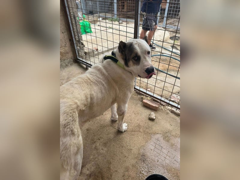 HSH-Mix ♥ Nelica ♥ großer Schatz auf 4 Pfoten