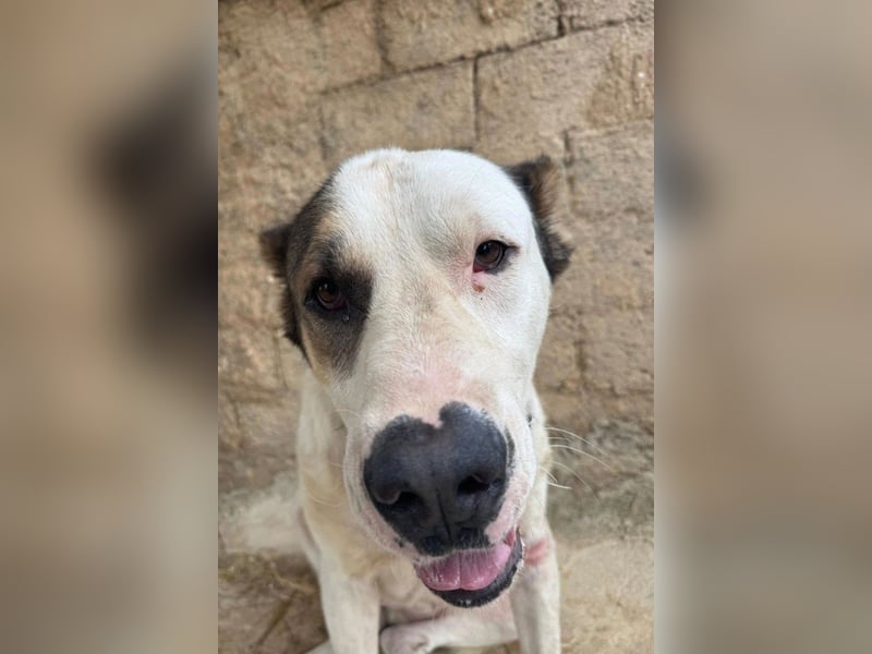 HSH-Mix ♥ Nelica ♥ großer Schatz auf 4 Pfoten