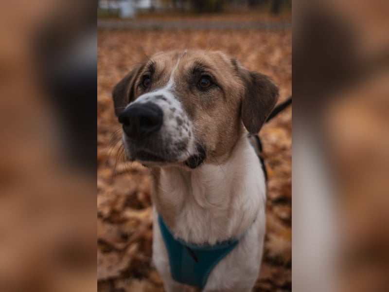 Felicio wartet in 99718 Greussen