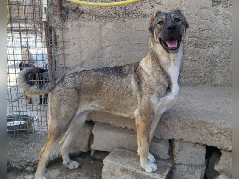 HSH-Mix LILY❤️sanfte, liebe Frohnatur sucht ein großes Zuhause