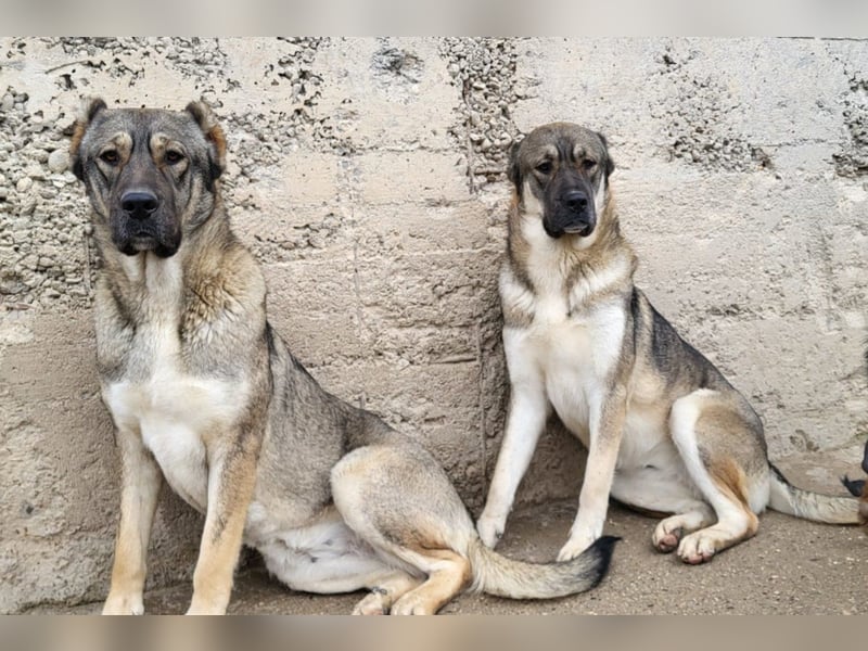 HSH-Mix LILY❤️sanfte, liebe Frohnatur sucht ein großes Zuhause