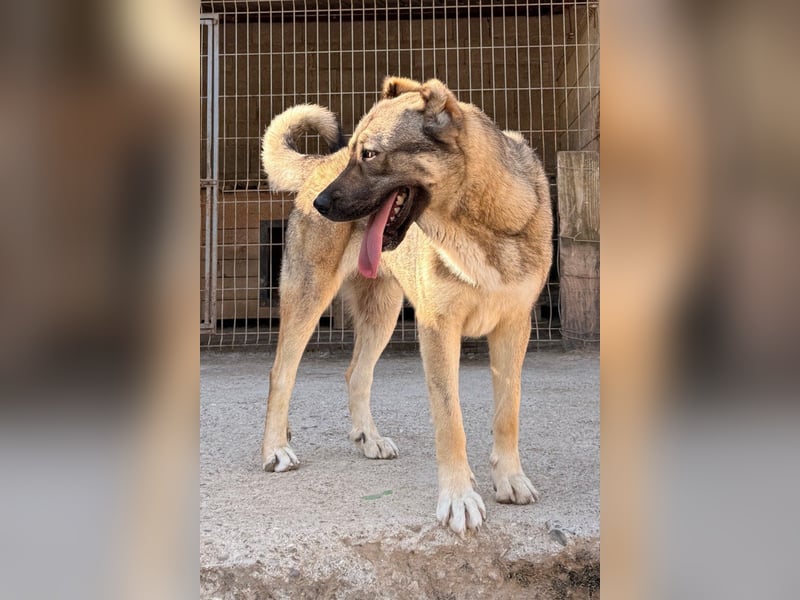 HSH-Mix LILY❤️fröhlich, verschmust und aufgeschlossen