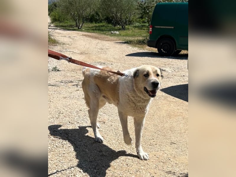 Jack ❤️ so menschenbezogen, verschmust und verträglich!