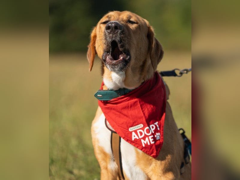 HSH-Mix-Lady ♥Suvi♥ wartet bereits in 63911 Klingenberg/Main