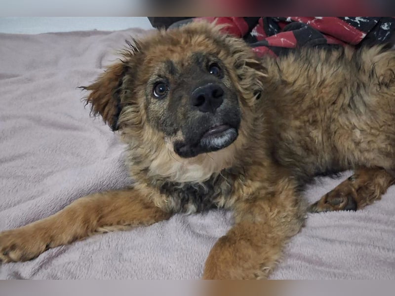 CEDRIC❤️Familienhund mit Kuschelgarantie