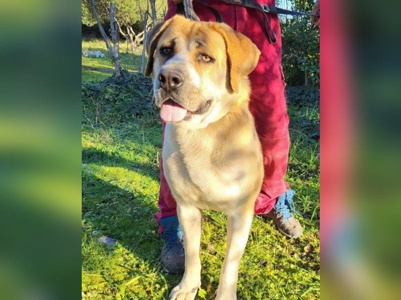 Notfellhündin Honey sucht dringend ihre PS/ES