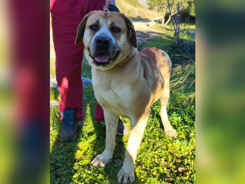 Notfellhündin Honey sucht dringend ihre PS/ES