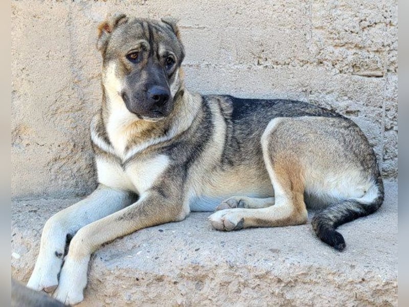 LOTTIE❤️HSH-Mix-Hündin: eine wahre Frohnatur und treue Begleiterin