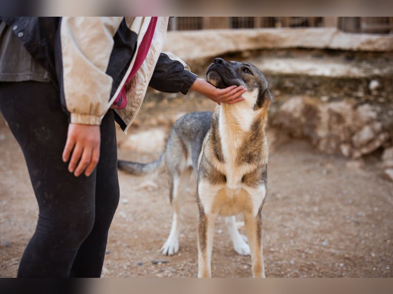 LOTTIE❤️HSH-Mix-Hündin: eine wahre Frohnatur und treue Begleiterin