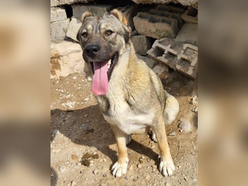 HSH-Mix LILY❤️sanfte, liebe Frohnatur sucht ein großes Zuhause