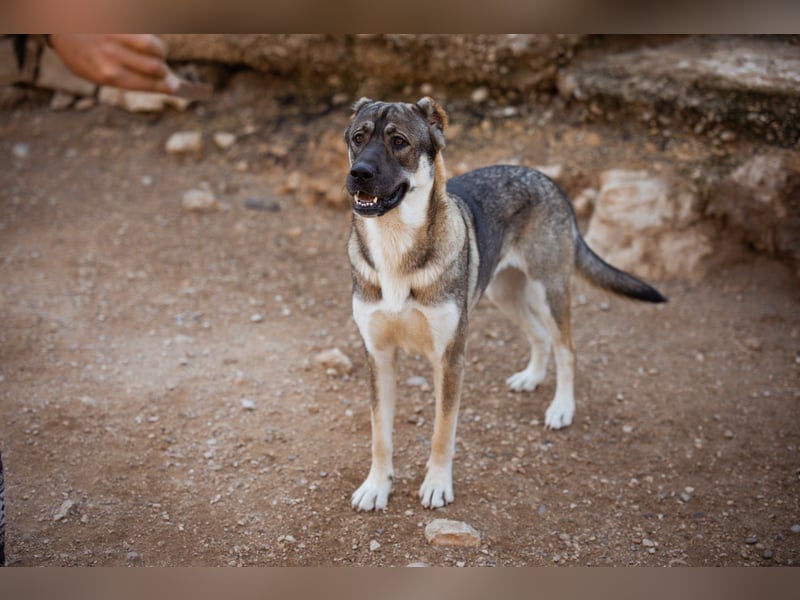 LOTTIE❤️HSH-Mix-Hündin: eine wahre Frohnatur und treue Begleiterin