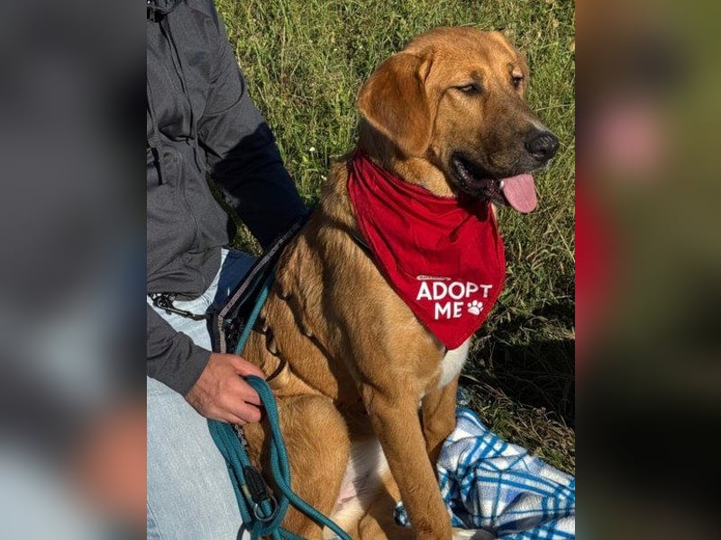 HSH-Mix-Lady ♥Suvi♥ wartet bereits in 63911 Klingenberg/Main