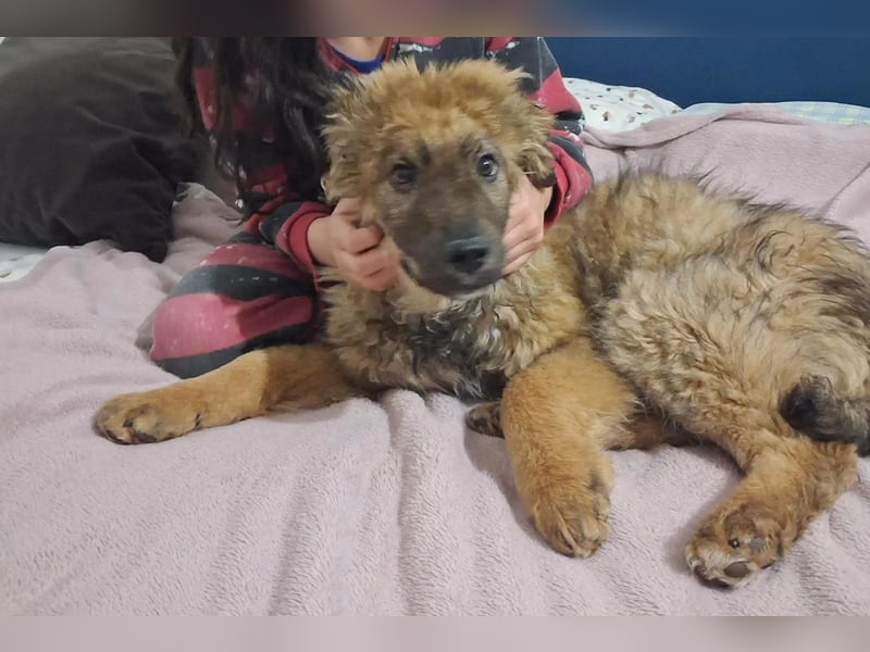 CEDRIC❤️Familienhund mit Kuschelgarantie