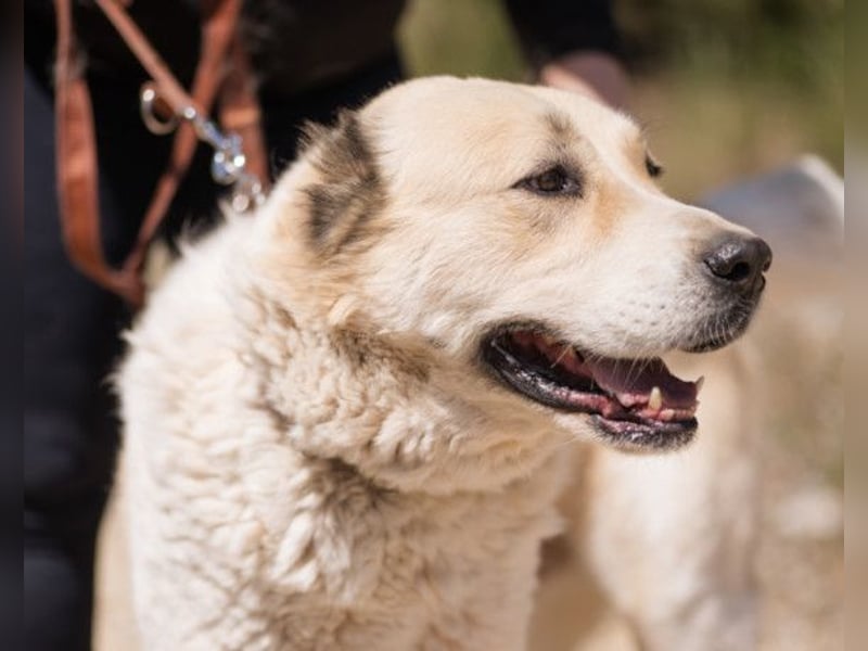 Jack ❤️ so menschenbezogen, verschmust und verträglich!