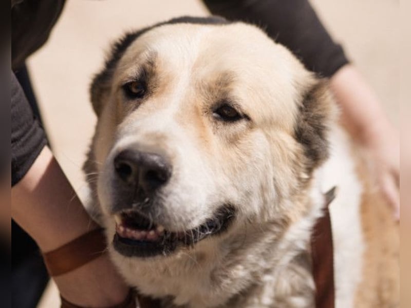 Jack ❤️ so menschenbezogen, verschmust und verträglich!