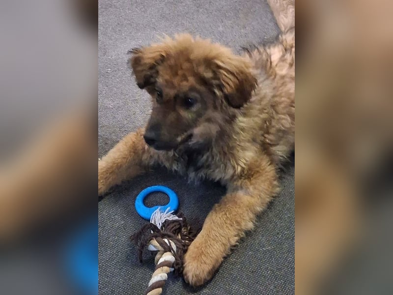 CEDRIC❤️Familienhund mit Kuschelgarantie