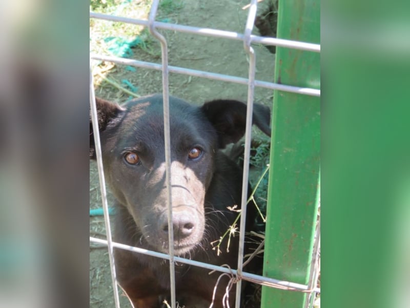 Shadow - Schwarze Perle mit starkem Kopf