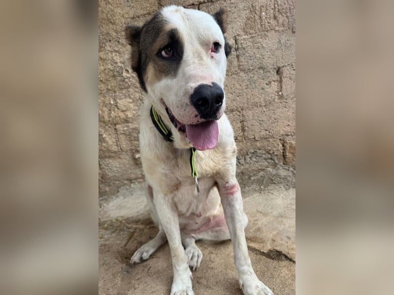 HSH-Mix ♥ Nelica ♥ großer Schatz auf 4 Pfoten