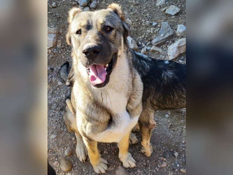 LOTTIE❤️HSH-Mix-Hündin: eine wahre Frohnatur und treue Begleiterin