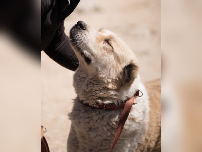 Jack ❤️ so menschenbezogen, verschmust und verträglich!