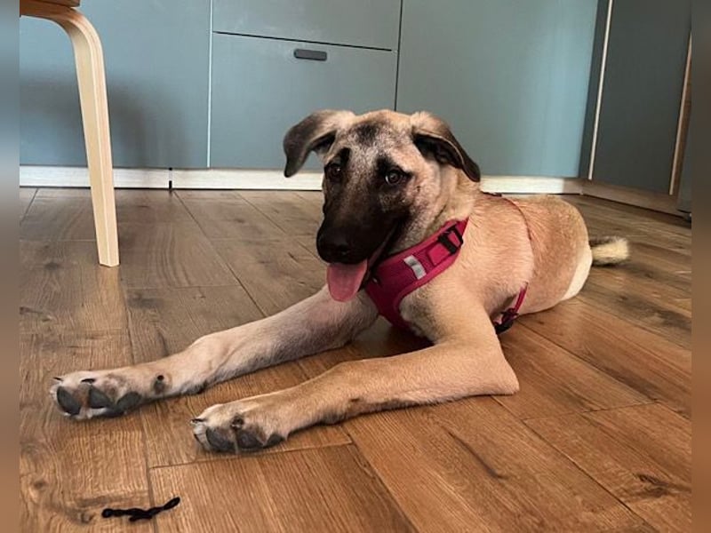 Maya ❤️ aktive, so liebe HSH-Mix Dame