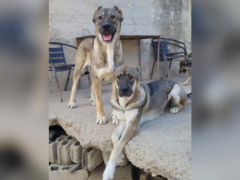 HSH-Mix LILY❤️sanfte, liebe Frohnatur sucht ein großes Zuhause