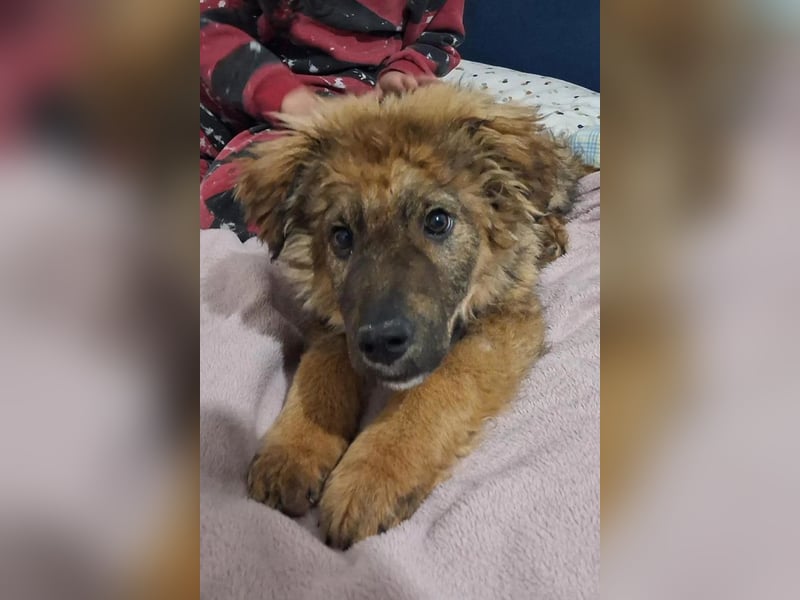 CEDRIC❤️Familienhund mit Kuschelgarantie