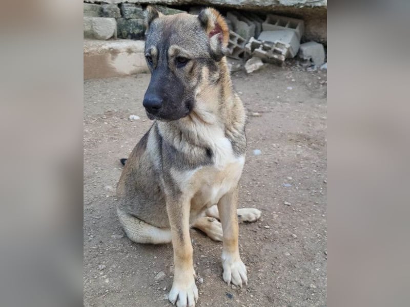 HSH-Mix LILY❤️sanfte, liebe Frohnatur sucht ein großes Zuhause