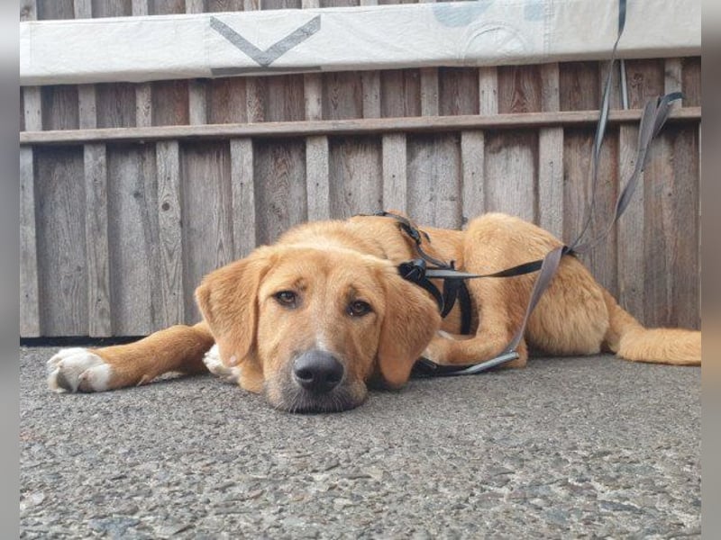 HSH-Mix-Lady ♥Suvi♥ wartet bereits in 63911 Klingenberg/Main