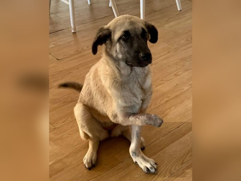 HSH-Mix LULU❤️ lebensfrohes Hundemädchen sucht dringend ein liebevolles Zuhause!