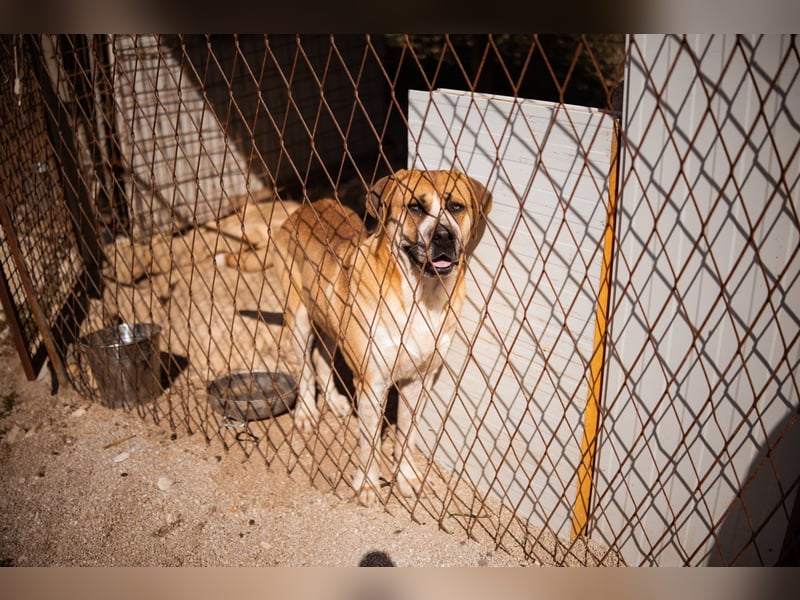 Notfellhündin Honey sucht dringend ihre PS/ES