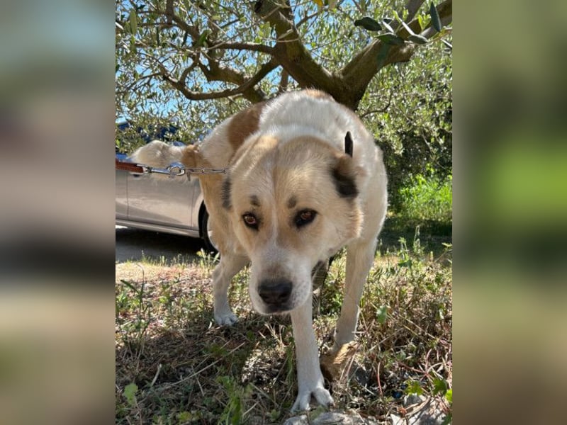 Jack ❤️ so menschenbezogen, verschmust und verträglich!