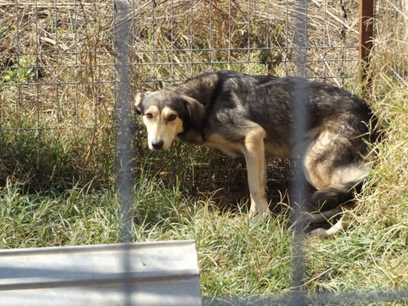 Milo - Gibt es auch für ihn seine Menschen?