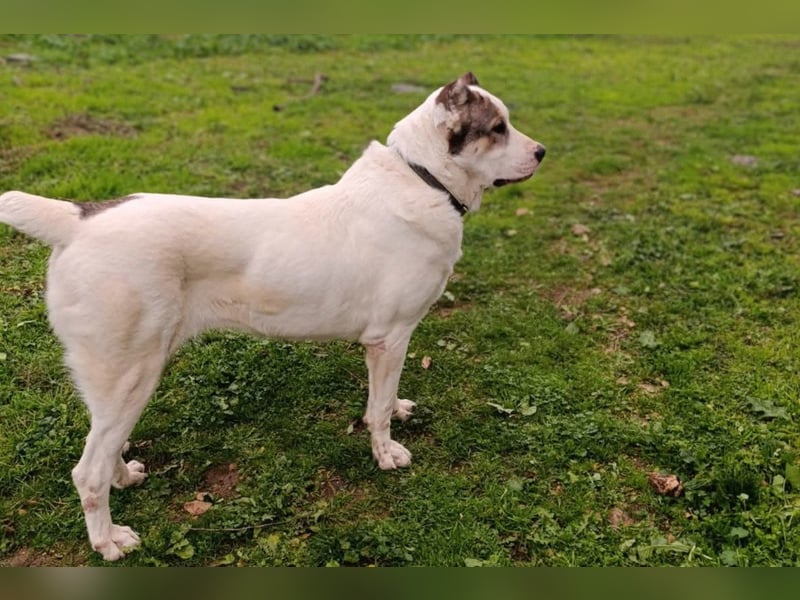 HSH-Mix ♥ Nelica ♥ großer Schatz auf 4 Pfoten