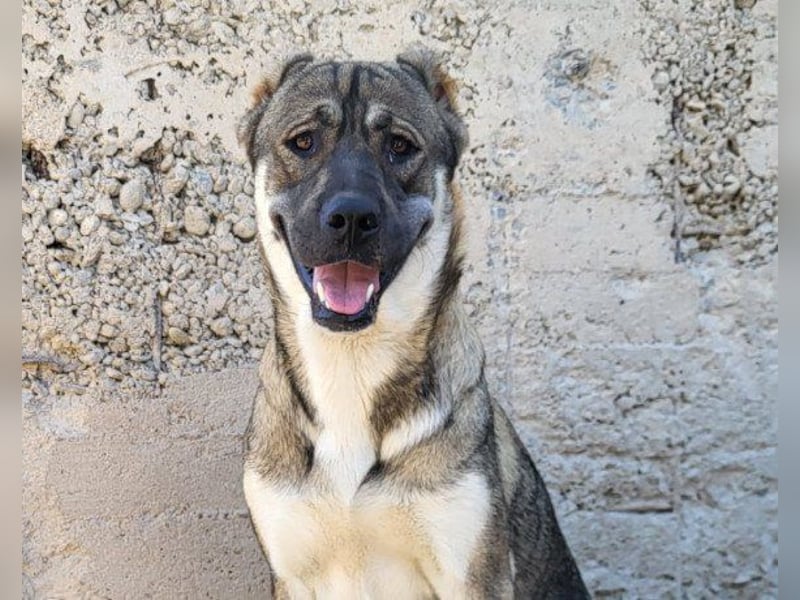 LOTTIE❤️HSH-Mix-Hündin: eine wahre Frohnatur und treue Begleiterin