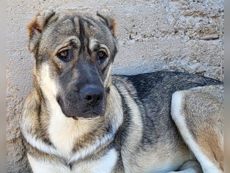 LOTTIE❤️HSH-Mix-Hündin: eine wahre Frohnatur und treue Begleiterin