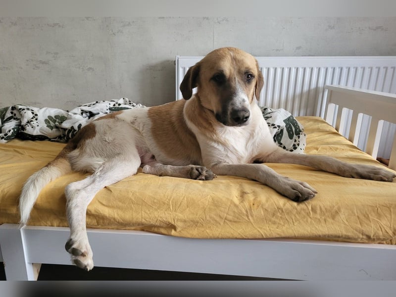 Felicio wartet in 99718 Greussen