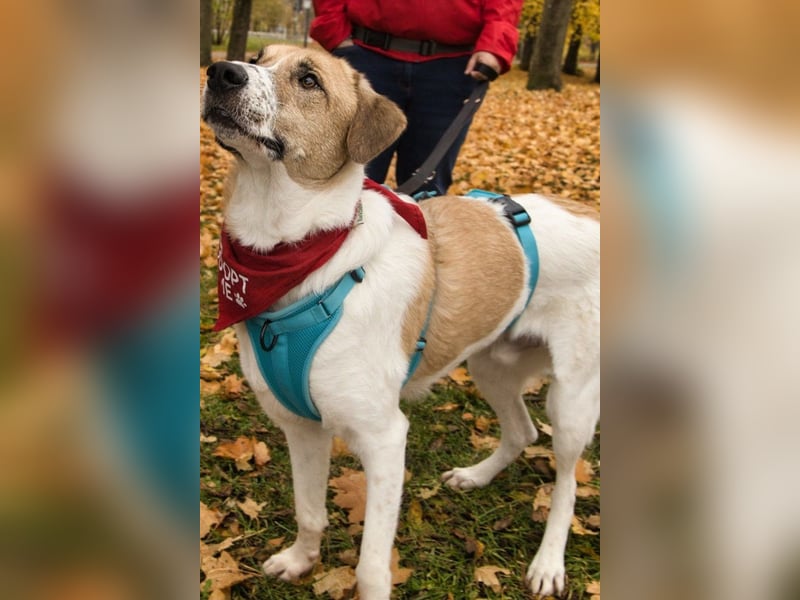 Felicio wartet in 99718 Greussen