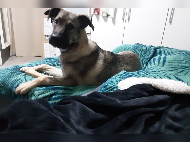 Jungrüde ♥ Joe ♥ freundlich, sozial, wartet bereits in 29481 Karwitz