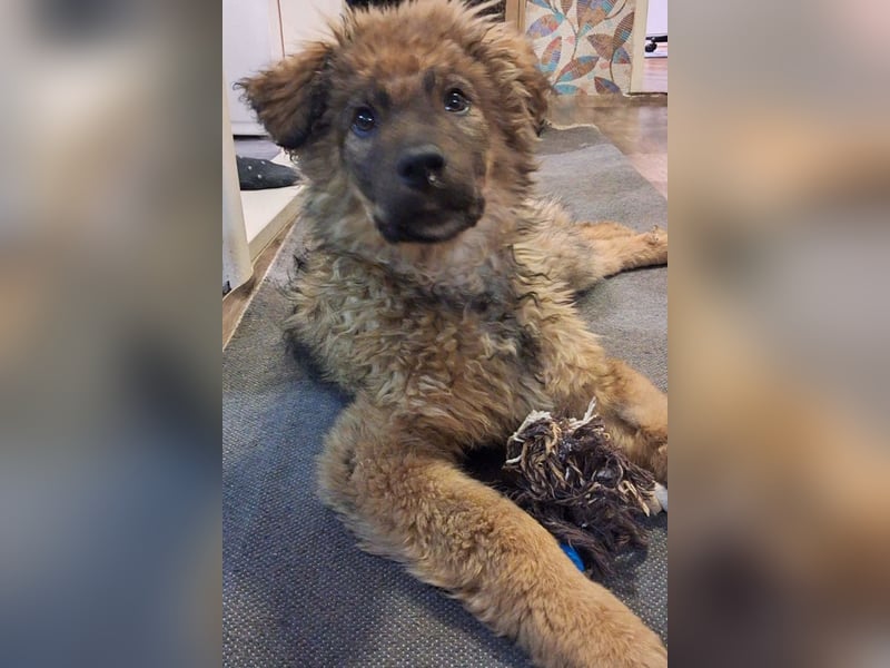 CEDRIC❤️Familienhund mit Kuschelgarantie