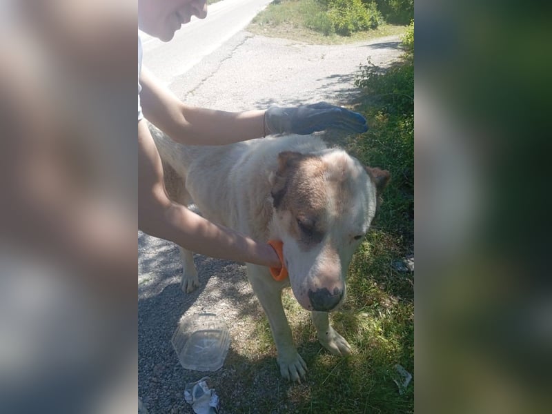 HSH-Mix ♥ Nelica ♥ großer Schatz auf 4 Pfoten