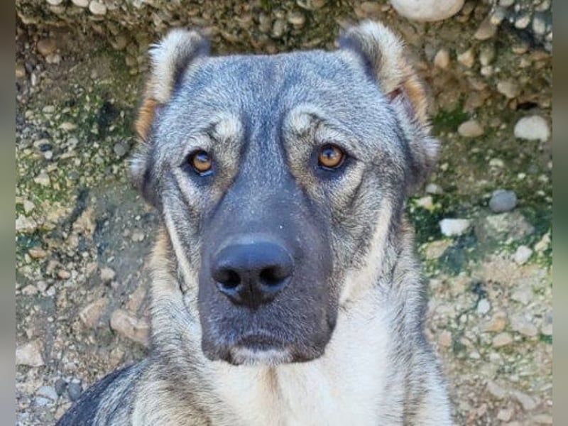 HSH-Mix LILY❤️sanfte, liebe Frohnatur sucht ein großes Zuhause