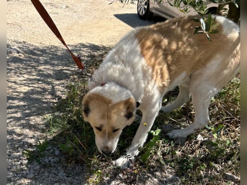 Jack ❤️ so menschenbezogen, verschmust und verträglich!