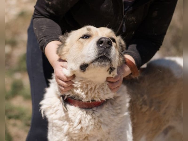 Jack ❤️ so menschenbezogen, verschmust und verträglich!