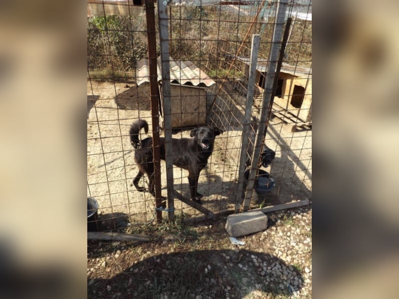 Shadow - Schwarze Perle mit starkem Kopf