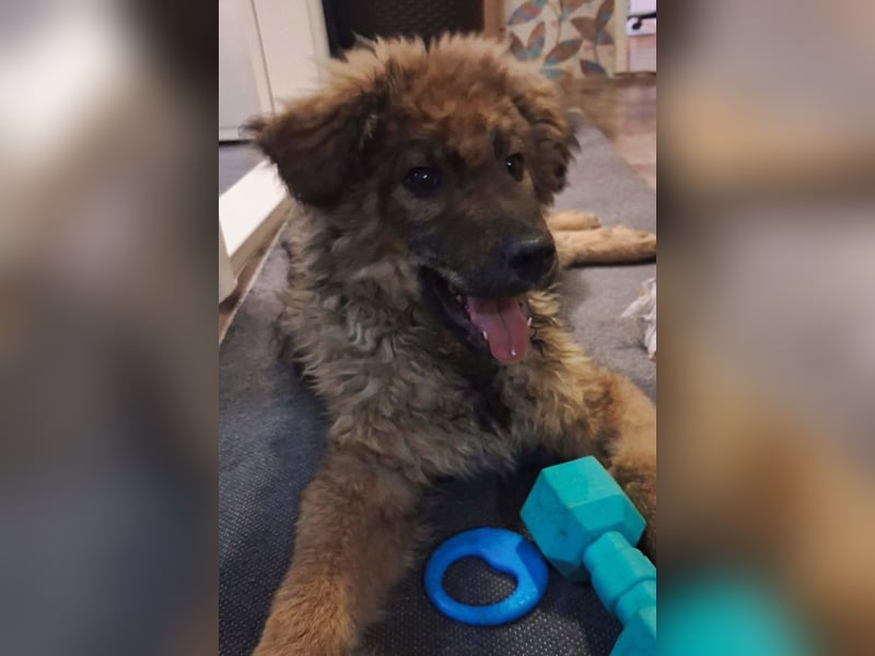 CEDRIC❤️Familienhund mit Kuschelgarantie